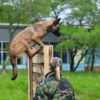 Многие собаки небольших размеров с легкостью преодолевали препятствия — newsvl.ru