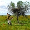 Экологи защищают гнезда дальневосточного аиста от лесных пожаров — newsvl.ru