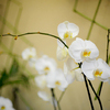  В музейных залах Владивостока "выросли" экзотические орхидеи — newsvl.ru