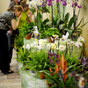  В музейных залах Владивостока "выросли" экзотические орхидеи — newsvl.ru