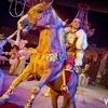 Супер-шоу Гии Эрадзе "Пять континентов" - одна из самых ярких российских цирковых программ — newsvl.ru