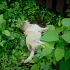 Всего нашли троих умерших щенков — newsvl.ru