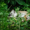 Ночью жители просыпались от визгов умирающих собак — newsvl.ru