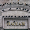 Обычные обитатели Центральной площади - голуби - прячутся от дождя — newsvl.ru