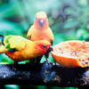 "В Сингапурском парке птиц попугаи очень наглые - садятся на плечи и залезают на руки - ничего не боятся"  — newsvl.ru