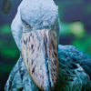 Намибия, пеликан: "Пеликаны очень любят поесть. Со стороны вроде приличные птицы. Но стоит им открыть рот..."  — newsvl.ru