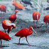 Сингапурский парк птиц, алые ибисы: "Алые ибисы - это какое-то кровавое безумие. Они провожают толпой каждого посетителя, проходящего мимо их вольера..."  — newsvl.ru