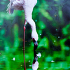 Сингапурский парк птиц, королевская цапля: "Похожий на деревянный башмак клюв делает цаплю искусным мастером рыбной ловли" — newsvl.ru