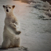 Северный полюс, белый медведь: "Смешно было наблюдать, как маленький медвежонок вылавливал льдинки из полыньи и играл ими. Сразу вспомнилась фраза: "Тяжелое детство, деревянные игрушки" — newsvl.ru