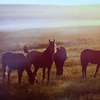 Астрахань, лошади: "Астрахань - это настоящий рай для экотуризма" — newsvl.ru