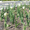На клумбах города в этом году высажено около 120 тысяч тюльпанов  — newsvl.ru