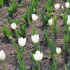 Тюльпаны самых разных расцветок — newsvl.ru