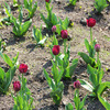 На клумбах города распустились первые весенние цветы - ослепительно-яркие тюльпаны — newsvl.ru