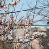 Цветущие деревья украшают город — newsvl.ru