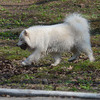 Собаки радуются весне - теперь можно гулять в два раза чаще — newsvl.ru