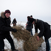 Укладывать сено помогали некоторые из зрителей — newsvl.ru