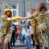В День тигра во Владивостоке пели, плясали и рычали — newsvl.ru