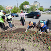 Во Владивостоке на кольце Инструментального завода сажают цветы — newsvl.ru