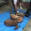 В Ханкайском районе Приморья задержаны браконьеры, убившие трех косуль — newsvl.ru