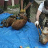 В Ханкайском районе Приморья задержаны браконьеры, убившие трех косульv — newsvl.ru