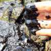 Нефть толстым слоем осела на камнях. Фото предоставлено очевидцем — newsvl.ru