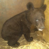 Седьмой осиротевший медвежонок попал в центр реабилитации животных в Приморье (ФОТО; ВИДЕО)