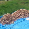 Более 750 килограмм краба изъяли из незаконного оборота в Приморье (ФОТО)