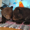 Еще двоих медвежат-сирот передали в центр реабилитации животных в Приморье