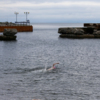 Днем 11 июля, несмотря на промозглую погоду, купались несколько человек — newsvl.ru