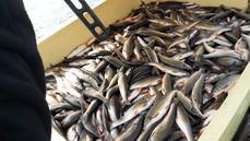 Несколько тонн рыбы и крабов выловили браконьеры в Хабаровском крае 