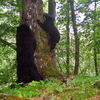 На «Земле леопарда» гималайский медвежонок упал с дерева на сотрудника нацпарка (ФОТО)