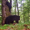Гималайские медведи известны склонностью к лазанию по деревьям — newsvl.ru