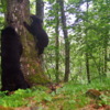На фотографиях хищники активно лазают по крупному дереву за едой, а также ночуют в глубоком дупле — newsvl.ru