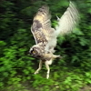 Ушастую сову после реабилитации выпустили в национальном парке в Приморье (ФОТО)