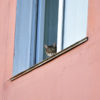 Большие кошки, по мнению посельчан, не должны жить рядом с людьми — newsvl.ru