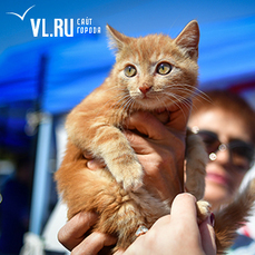 Владивостокцев приглашают на выставку-раздачу котят в эту субботу