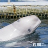 Белух из «китовой тюрьмы» начнут вывозить в конце августа