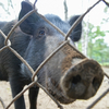 Ветеринары обследовали 54 500 свиней после вспышки африканской чумы в Приморье