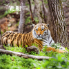 Тигры Павлик и Елена из Приморья успешно охотятся в Амурской области