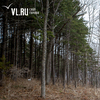 Развитие лесопереработки и управление лесами обсуждают во Владивостоке на заседании с полпредом