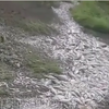 Возле Дальнереченска озеро перелилось через плотину — погибла вынесенная рыба (ВИДЕО)