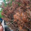 Горожане заметили засохшие деревья на Фокина на прошлой неделе — newsvl.ru