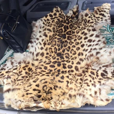 Шкуру убитого 20 лет назад леопарда изъяли у приморца