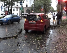 Тополь рухнул на Honda Fit в центре Хабаровска 