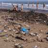 Посетители массово собирают с пляжа дары моря — newsvl.ru