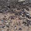 Волнами на берег выбросило моллюсков и морских ежей — newsvl.ru