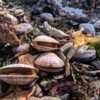 На берег выбросило моллюсков и морских ежей — newsvl.ru
