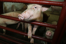 Полностью уничтоженным рискует быть поголовье свиней Хабаровского края