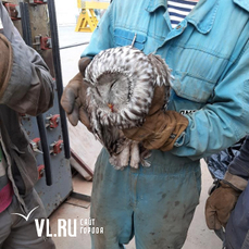 Рабочие «Звезды» спасли сову, которую ранил сокол 