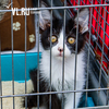 «Их просто выбрасывают из дома»: благотворительная выставка-раздача кошек прошла во Владивостоке (ФОТО)